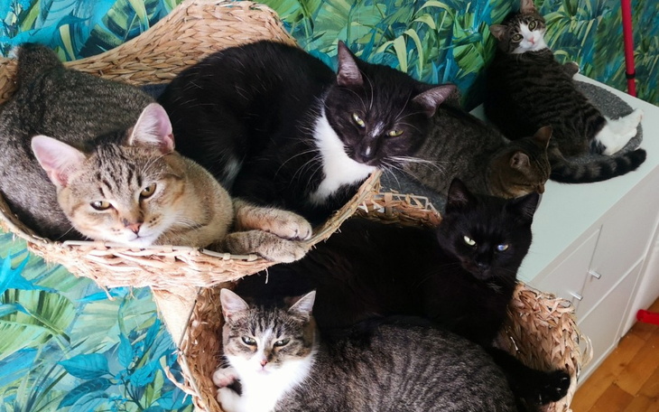 Grupa kotów w koszyku, odpoczywających razem.