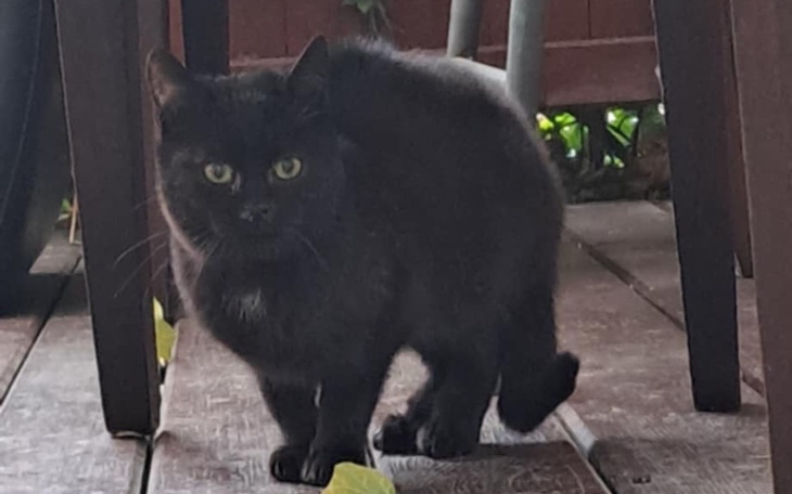 Czarny kot spacerujący po drewnianym tarasie.