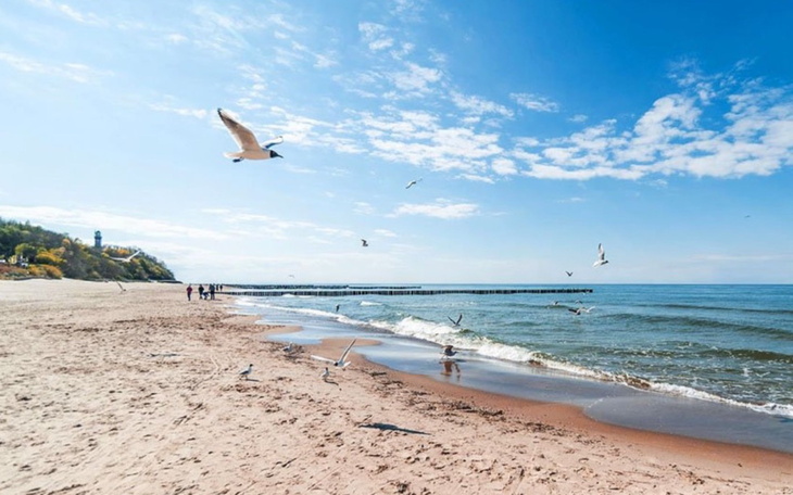 Plaża nad morzem z ptakami i spacerującymi ludźmi.