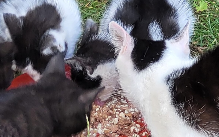 Zbiórka Na karmę dla kociej gromadki - zdjęcie główne