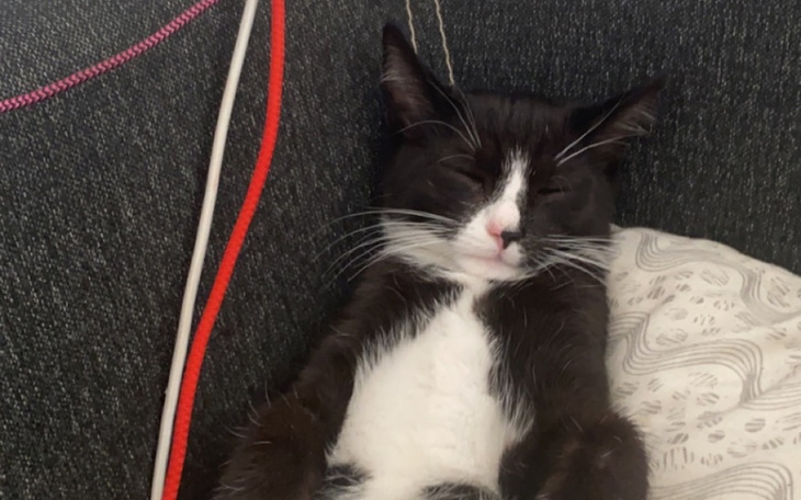 Zbiórka Dla kotów na leczenie - zdjęcie główne