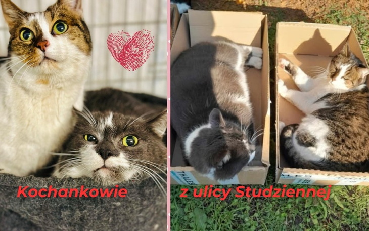 Dwa koty w kartonach, z sercem w tle.