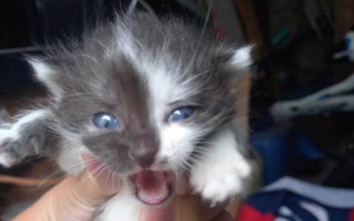 Zbiórka Uratuj z nami maluszka - zdjęcie główne