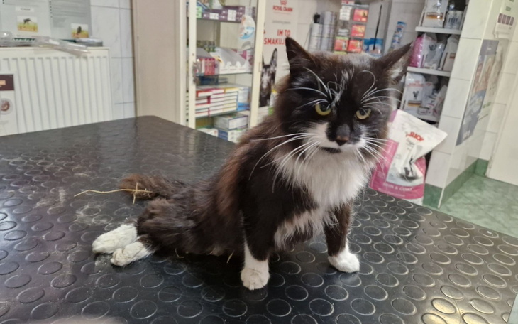 Kot z długim futrem siedzi na stole w lecznicy.