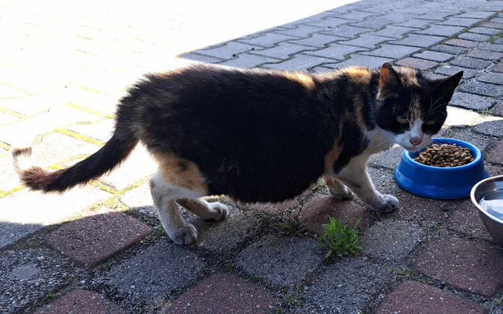 Kotka z miseczką jedzenia, spacerująca po chodniku.