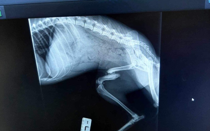 Zbiórka Połamana Fifi - zdjęcie główne