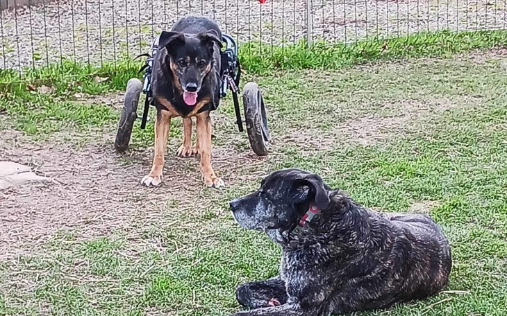 Zbiórka Na leczenie i leki stałe - zdjęcie główne