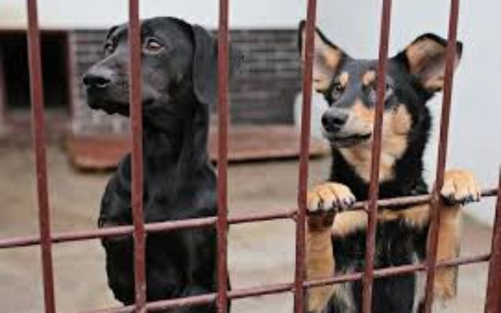 Zbiórka Pomoc zwierzaka z schroniska - zdjęcie główne