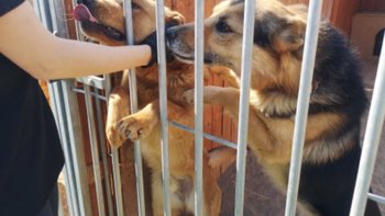 Zbiórka Pomagamy PSOM ze schronisk - miniaturka zdjęcia