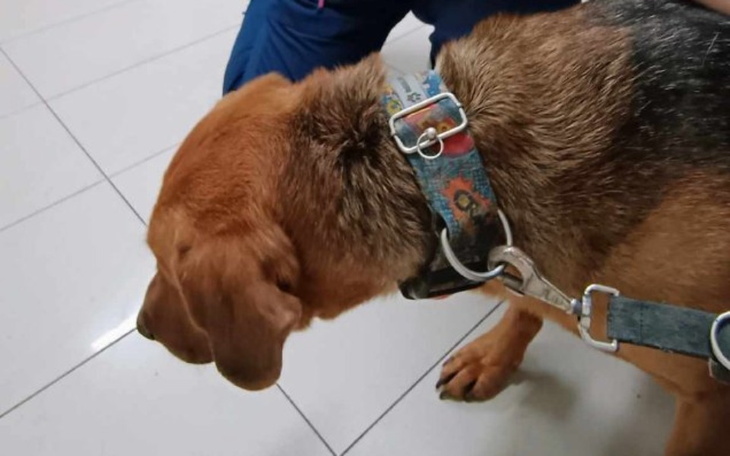 Zbiórka Sprawa zycia i smierci psa - zdjęcie główne