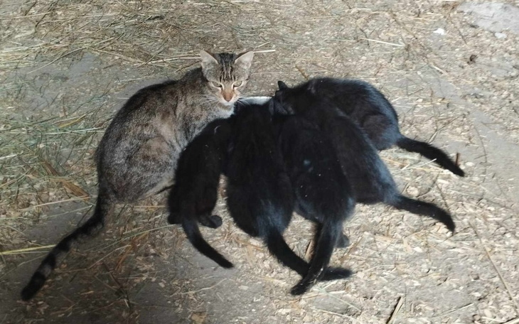 Zbiórka Urodzinowe pifko dla 5 kociaków - zdjęcie główne