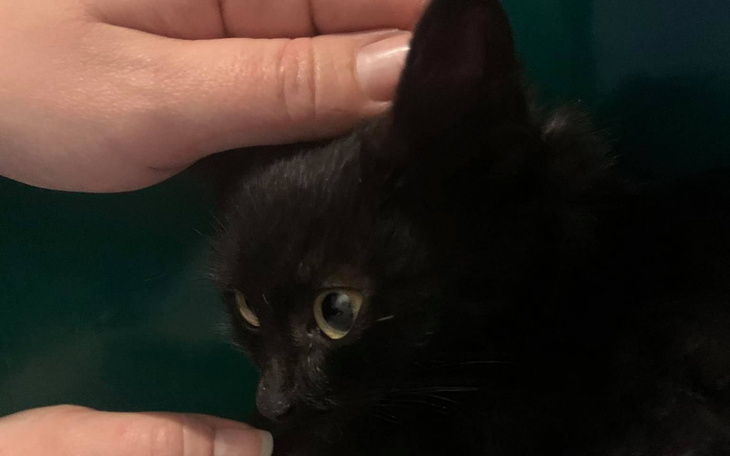 Zbiórka Na leczenie Odiego - zdjęcie główne