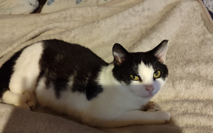 Zbiórka Na leczenie kotka Miśka - zdjęcie główne