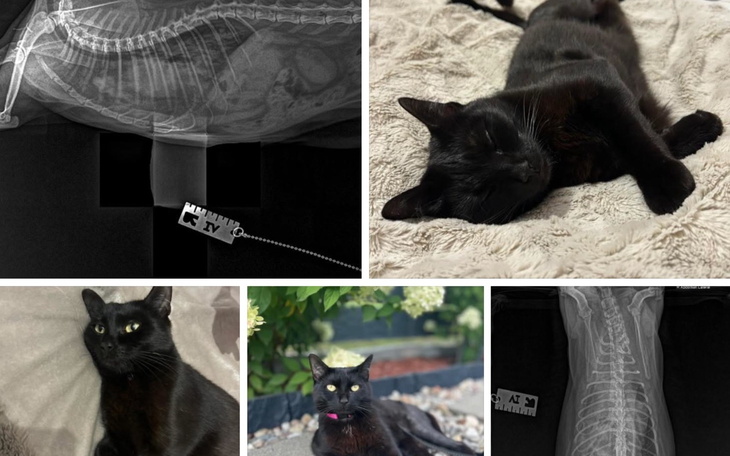Kolaż zdjęć czarnego kota, w tym zdjęcie rentgenowskie.