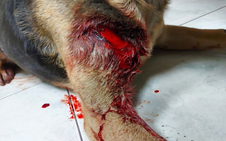 Zbiórka Pies z interwencji - zdjęcie główne