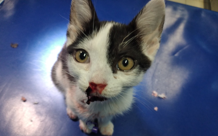 Zbiórka Koteczka Kasia - zdjęcie główne