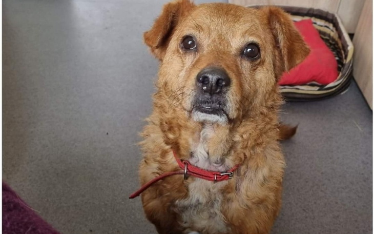 Zbiórka Farba dla Schroniska ,Pabianice - zdjęcie główne