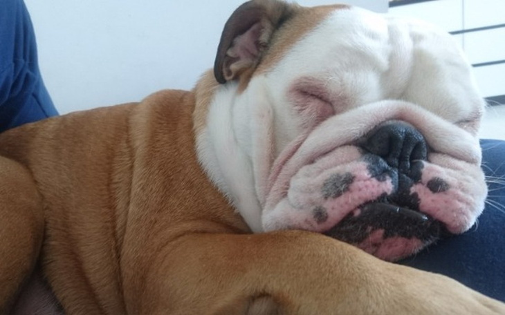 Zbiórka Lolo chce biegać. - zdjęcie główne