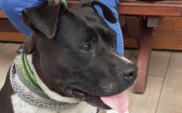 Zbiórka Klusia - potrzebuje diagnostyki - zdjęcie główne