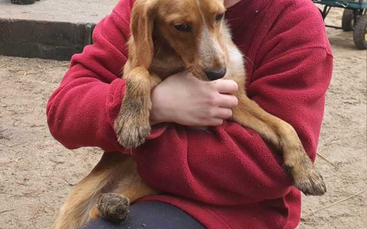 Zbiórka Szczeniak Figo czeka na operację - zdjęcie główne