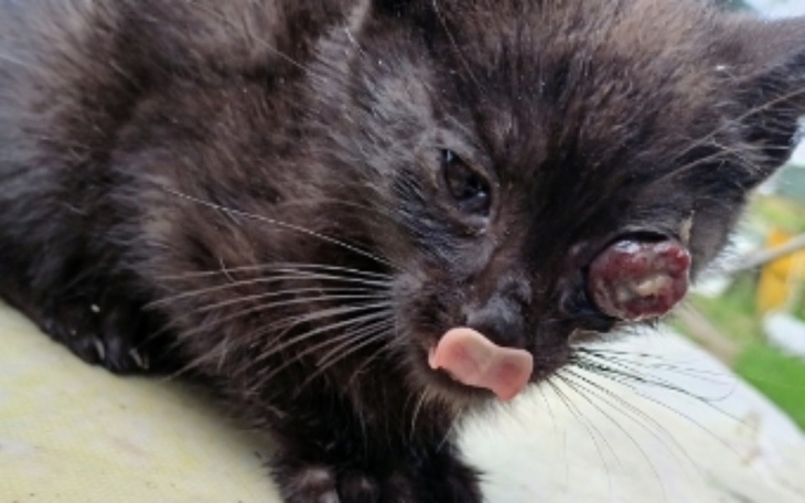 Zbiórka Wspólnie ratujemy kotka - zdjęcie główne