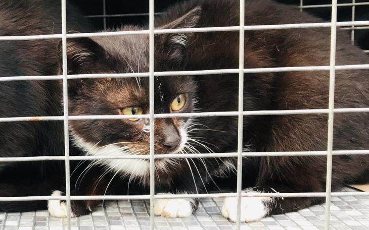 Zbiórka Leczenie kotka Dyzia - zdjęcie główne