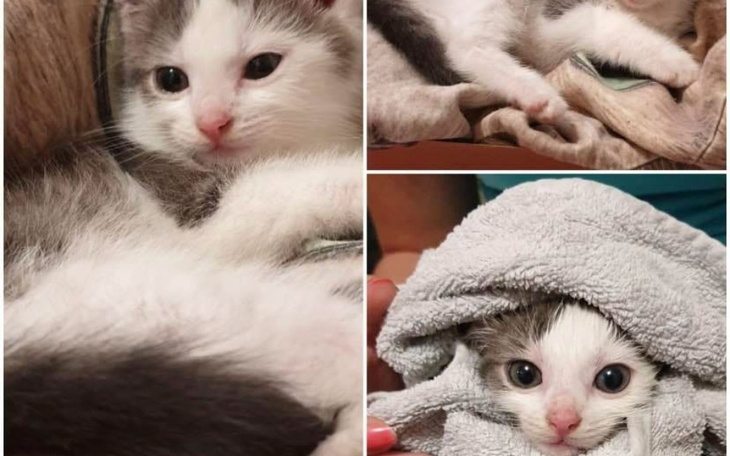 Kocięta w kocach, jedno z nich z wyrazem zdziwienia.