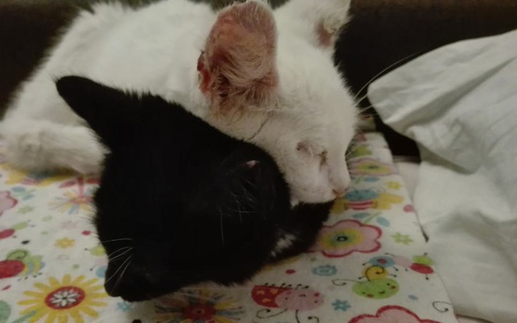 Zbiórka Aby przeżyć! - zdjęcie główne