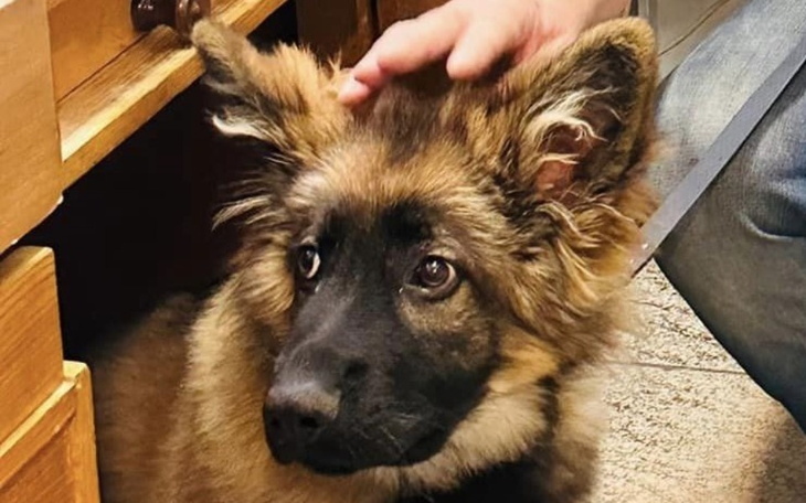 Zbiórka Wsparcie dla psiaka Trolla - zdjęcie główne