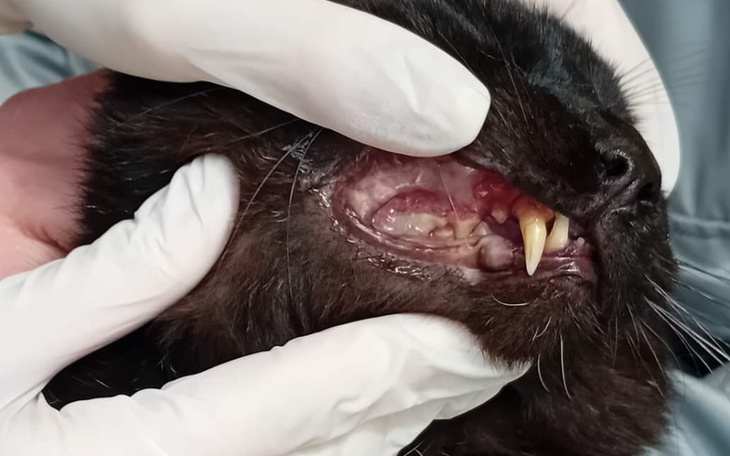 Zbiórka Karolek - ekstrakcja ząbków - zdjęcie główne