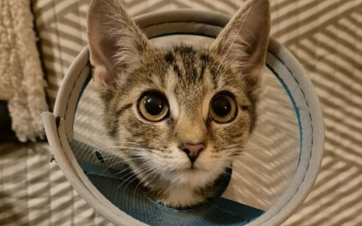 Zbiórka Uratuj życie Bidusia 3 - zdjęcie główne