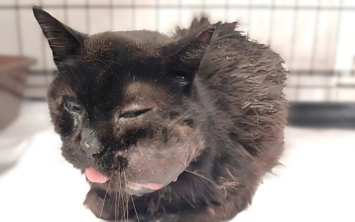 Zbiórka Ratunku... Guz rozsadza policzek - zdjęcie główne