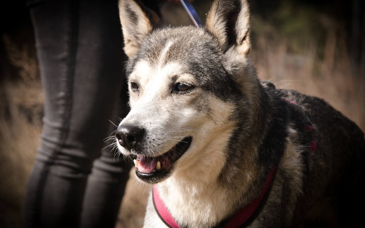 Pies rasy husky, uśmiechający się podczas spaceru.
