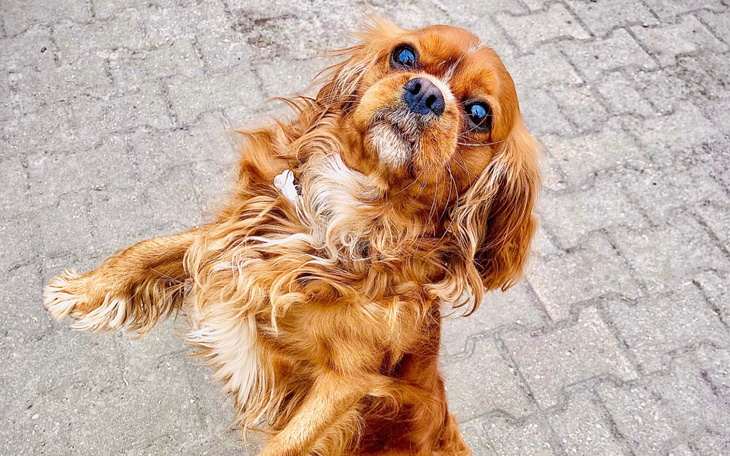 Pies rasy Cavalier King Charles Spaniel w radosnej pozie.