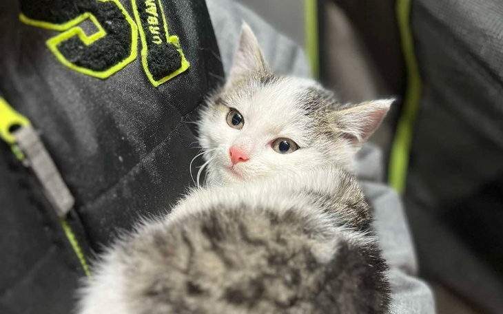 Kot leżący na ramieniu człowieka, z wyrazem twarzy.