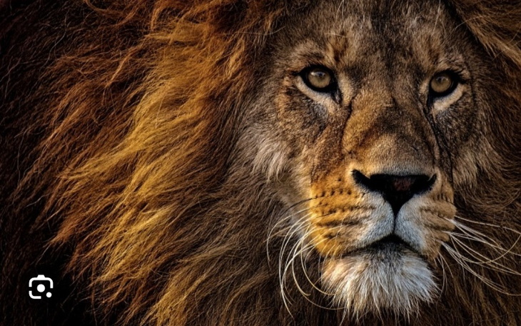 Zbiórka Urodzinowy Lew - zdjęcie główne