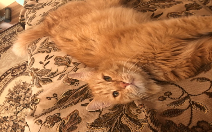 Zbiórka Pomóż Mufasie w walce z FIP - zdjęcie główne