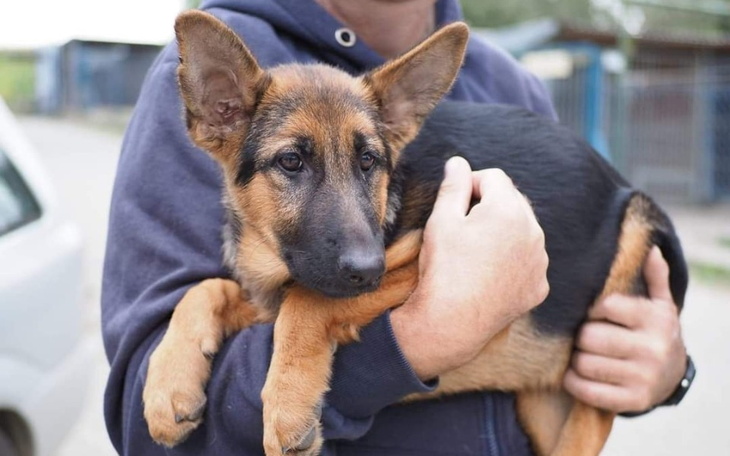 Szczeniak owczarka niemieckiego w ramionach właściciela.