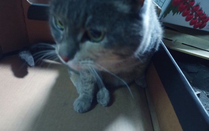 Zbiórka Pilny zabieg ratujący nogi kotki - zdjęcie główne