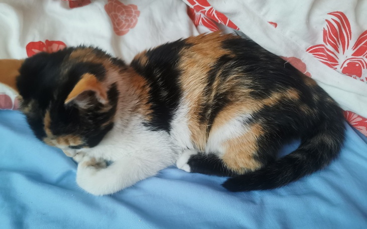 Kotek w kolorze tricolor, śpi na niebieskiej pościeli.