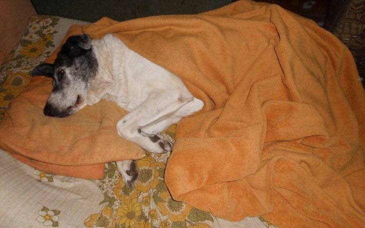 Zbiórka Nie pozwólmy marznąć zwierzakom! - zdjęcie główne