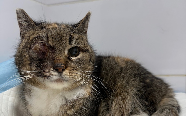 Kot z uszkodzoną oczodołem, potrzebujący pomocy weterynaryjnej.