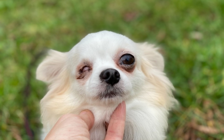 Zbiórka Chihuahua bez oka - zdjęcie główne