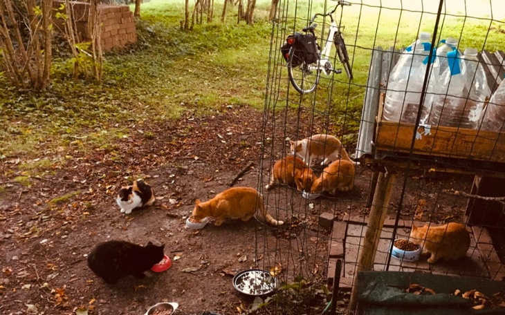 Zbiórka Pomoc dla 7. bezdomnych kotków - zdjęcie główne