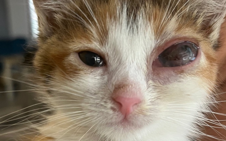 Zbiórka Operacja kociego maleństwa - zdjęcie główne