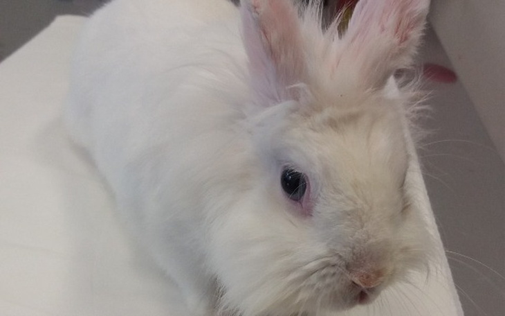 Zbiórka Lucky straciła dom... - zdjęcie główne