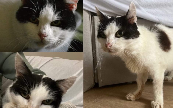 Zbiórka Adela gaśnie - zdjęcie główne