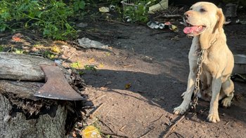 Zbiórka Przechowywał psy od skazanego za wyrabianie z nich smalcu - miniaturka zdjęcia