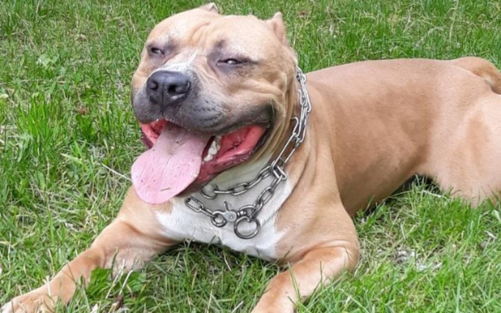 Zbiórka Hodowla amstaff - zdjęcie główne