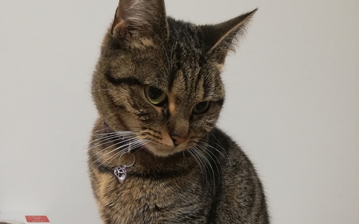 Kot o pręgowanym futrze, z wyrazem zamyślenia.